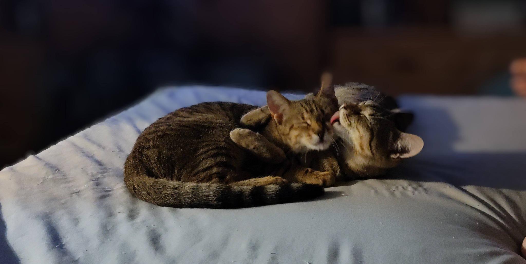 Enlarge Tinsel, an adopted American Shorthair in Cooper City, FL image 3/6