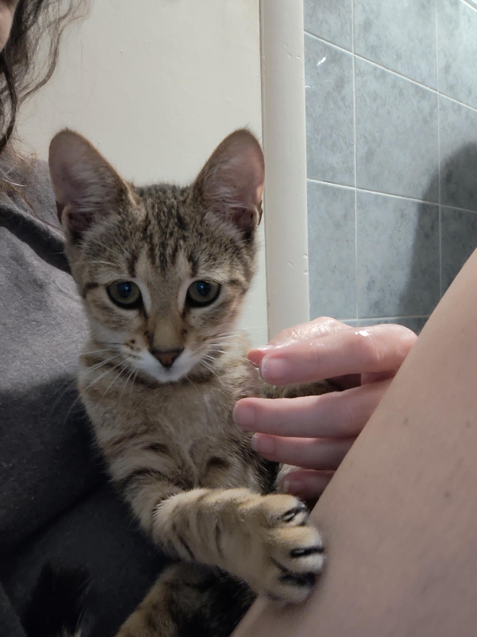 Tinsel, a Adoptable American Shorthair in Cooper City, FL image 5/6