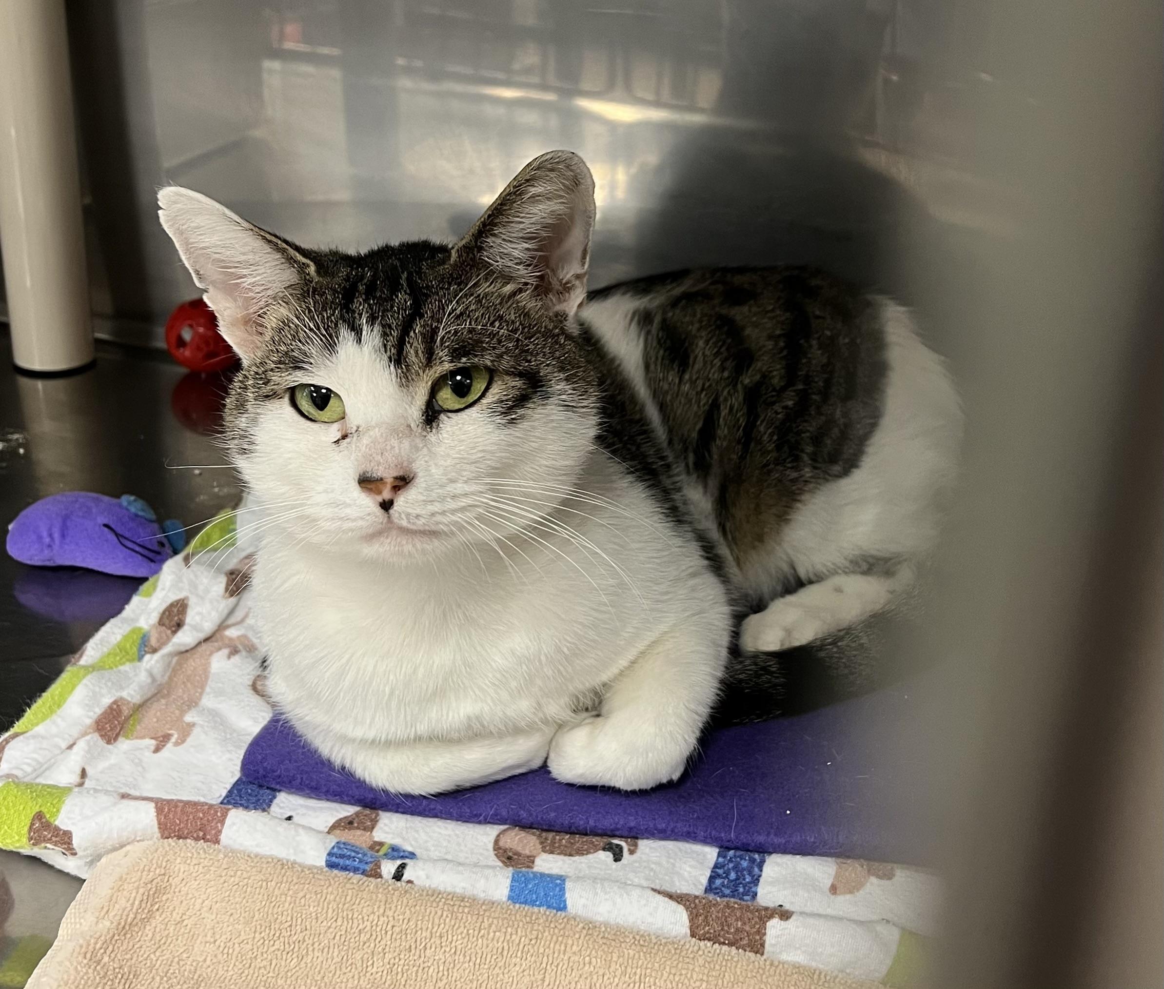 Enlarge Clam, an adopted Domestic Short Hair in Montville, NJ image 1/3