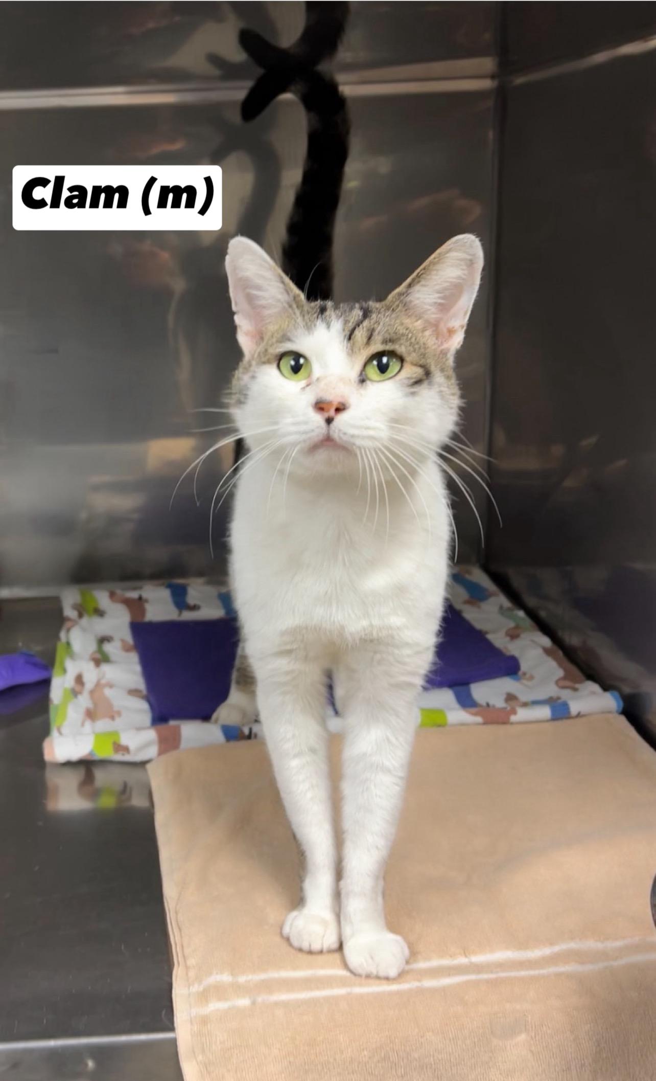 Enlarge Clam, an adopted Domestic Short Hair in Montville, NJ image 2/3