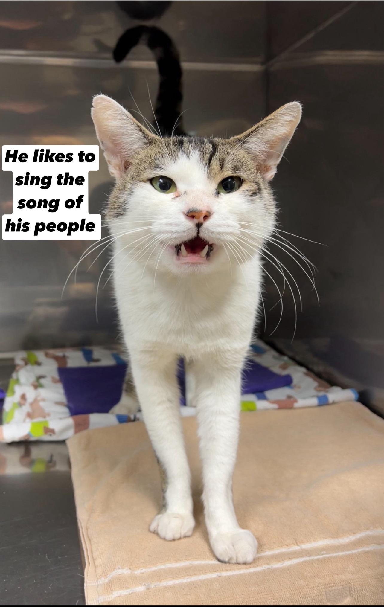 Enlarge Clam, an adopted Domestic Short Hair in Montville, NJ image 3/3