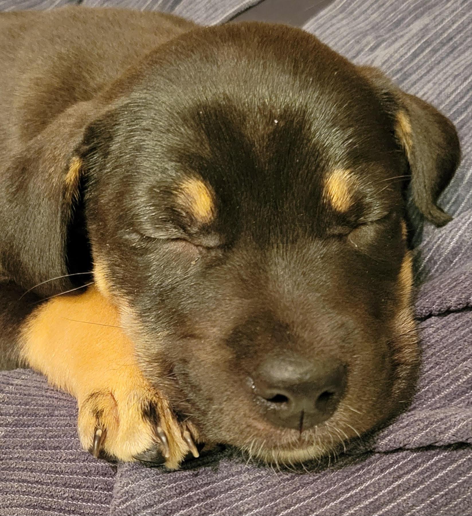 Enlarge Peachy, a ADOPTABLE mixed breed in Cumming, GA image 2/3