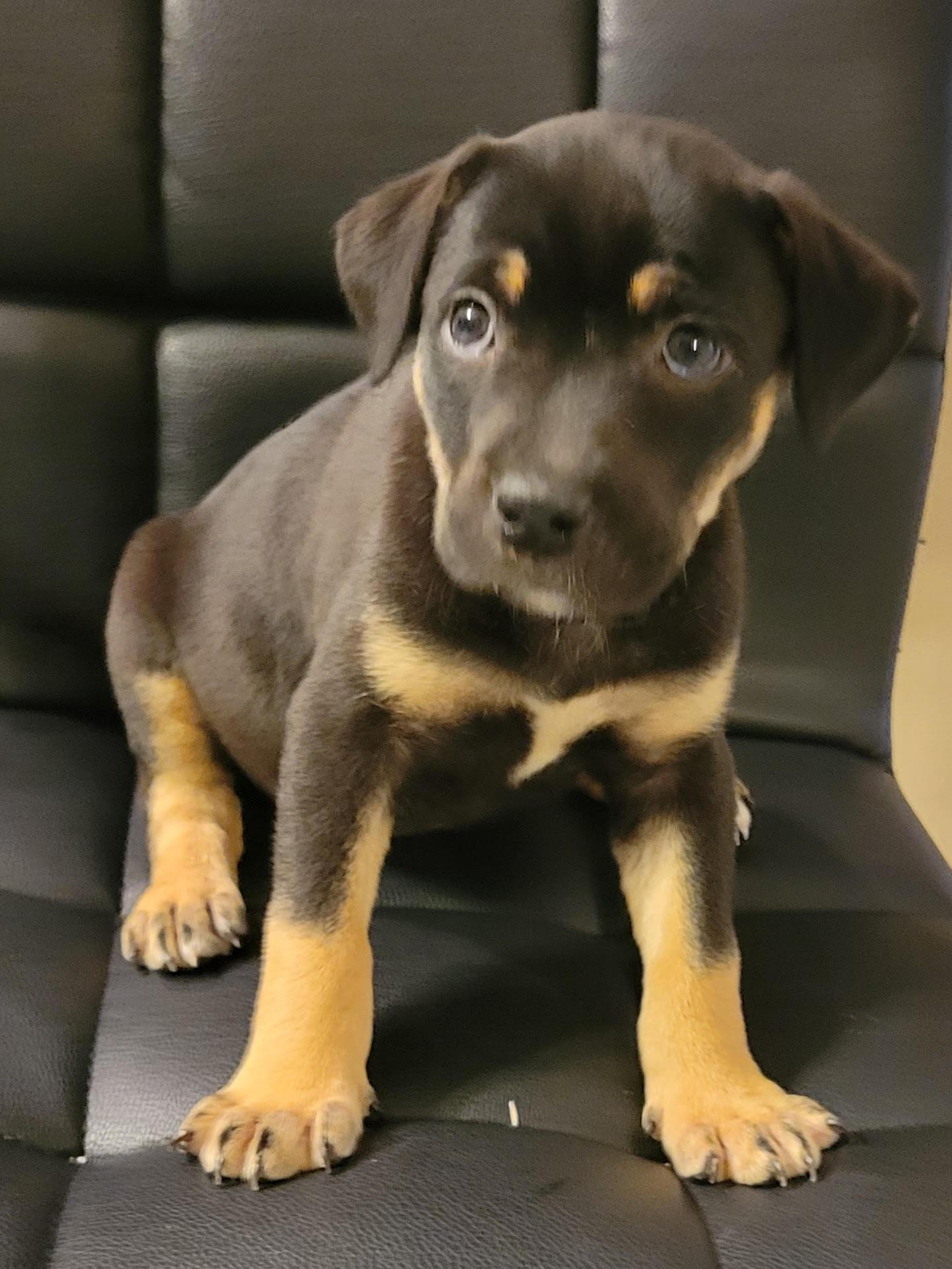 Enlarge Peachy, a ADOPTABLE mixed breed in Cumming, GA image 3/3