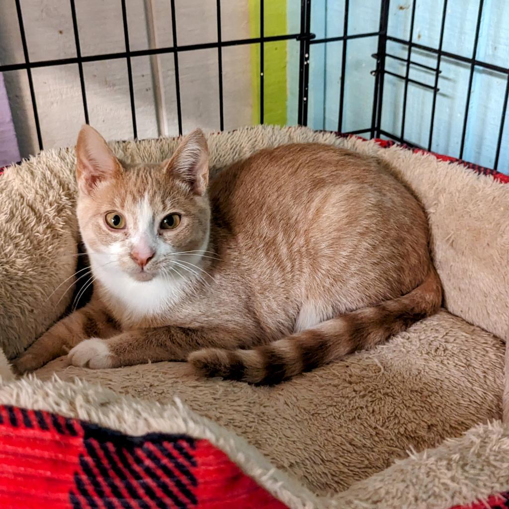 Enlarge Butter Bean, a Adoptable Domestic Short Hair in Buffalo, NY image 1/4