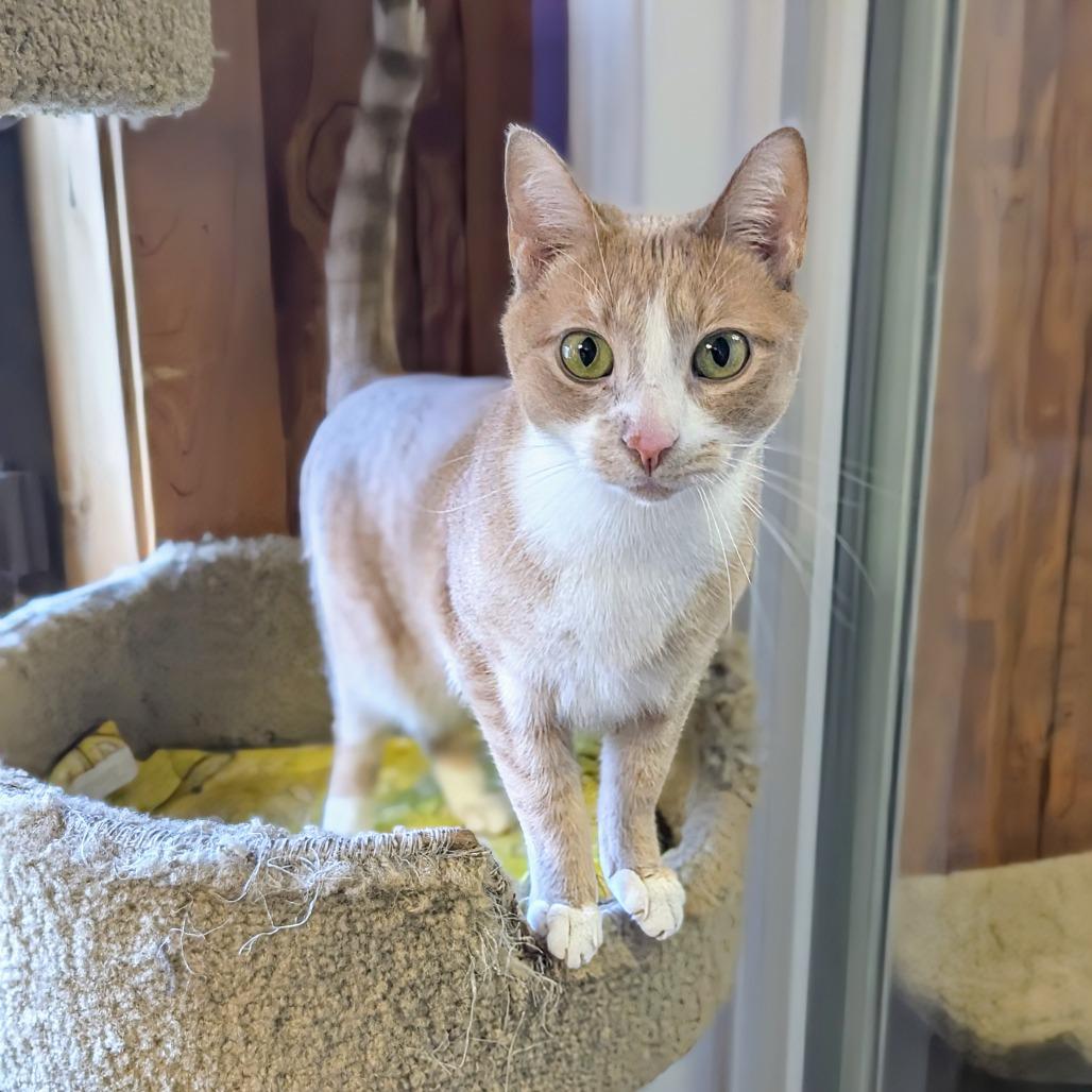 Butter Bean, Adoptable, Adult Female Domestic Short Hair.