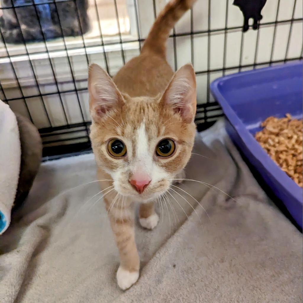 Enlarge Butter Bean, a Adoptable Domestic Short Hair in Buffalo, NY image 3/4