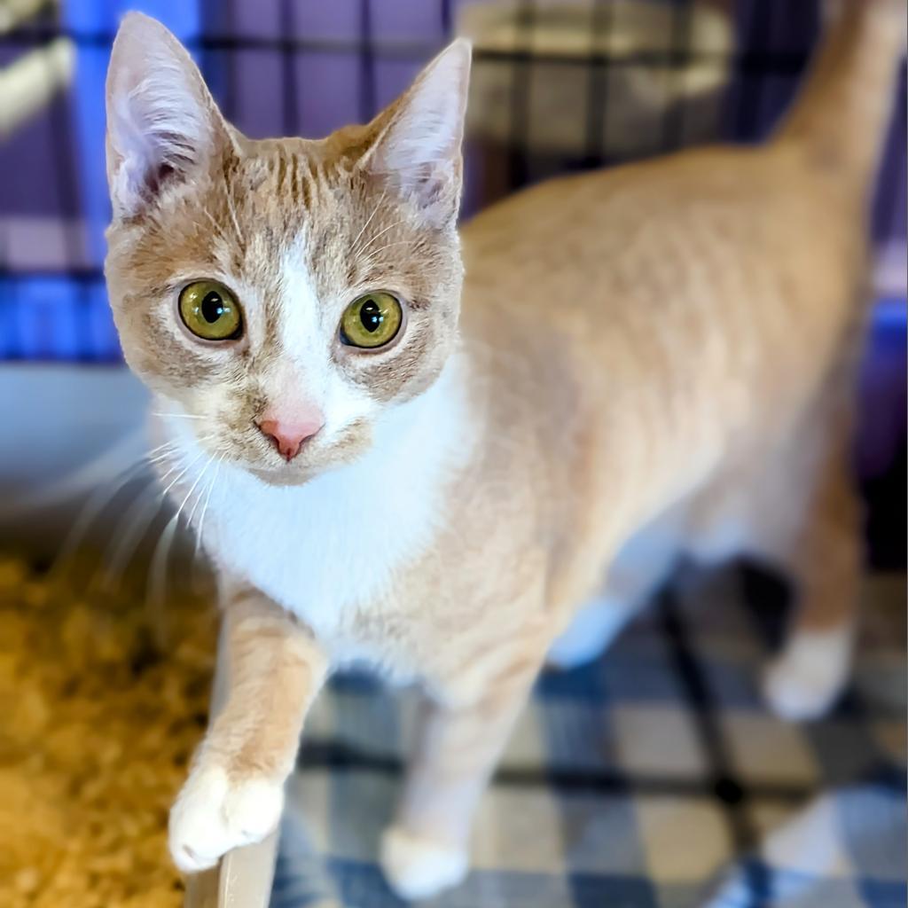 Enlarge Butter Bean, a Adoptable Domestic Short Hair in Buffalo, NY image 3/4