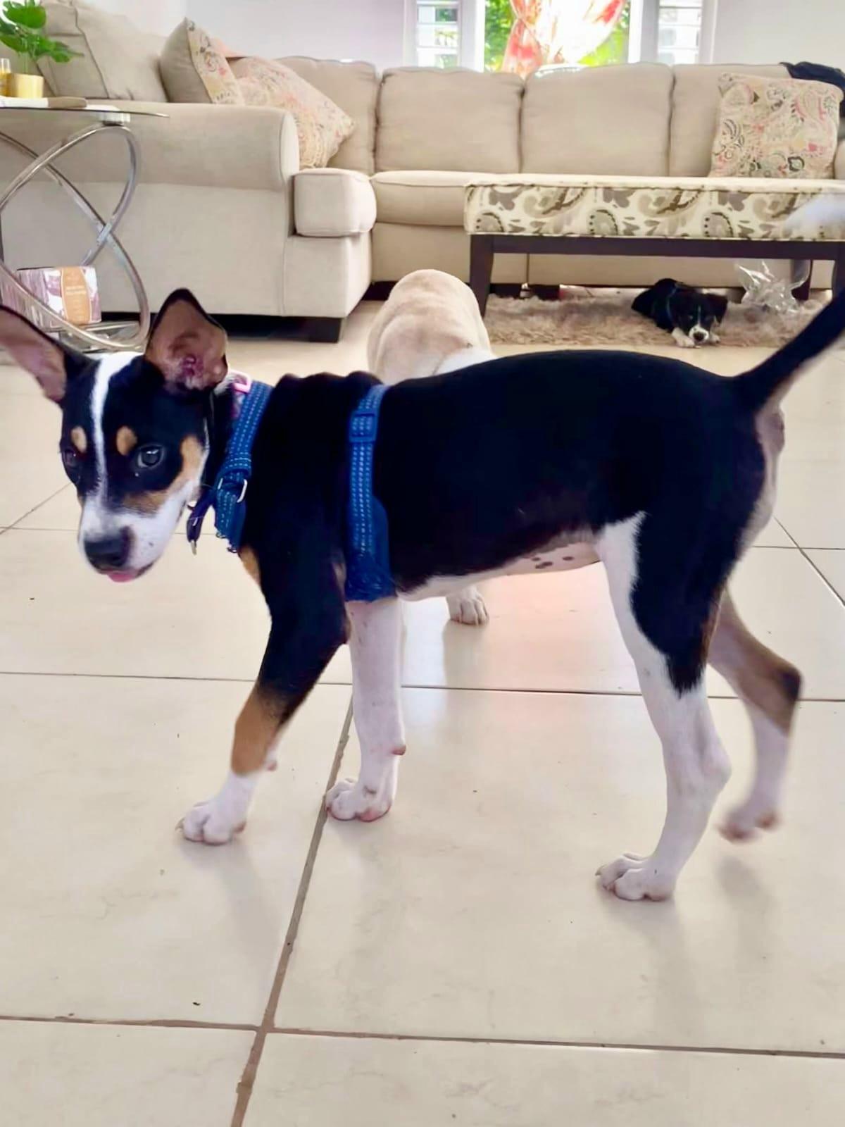 Precious Pretty "the Sweetheart thumbnail 2