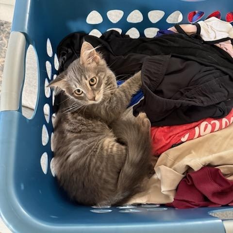Toothless, a ADOPTABLE Domestic Long Hair in Honeoye, NY image 2/4