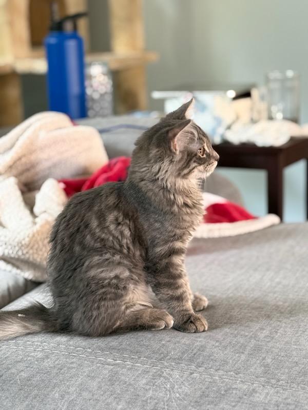 Toothless, a ADOPTABLE Domestic Long Hair in Honeoye, NY image 3/4