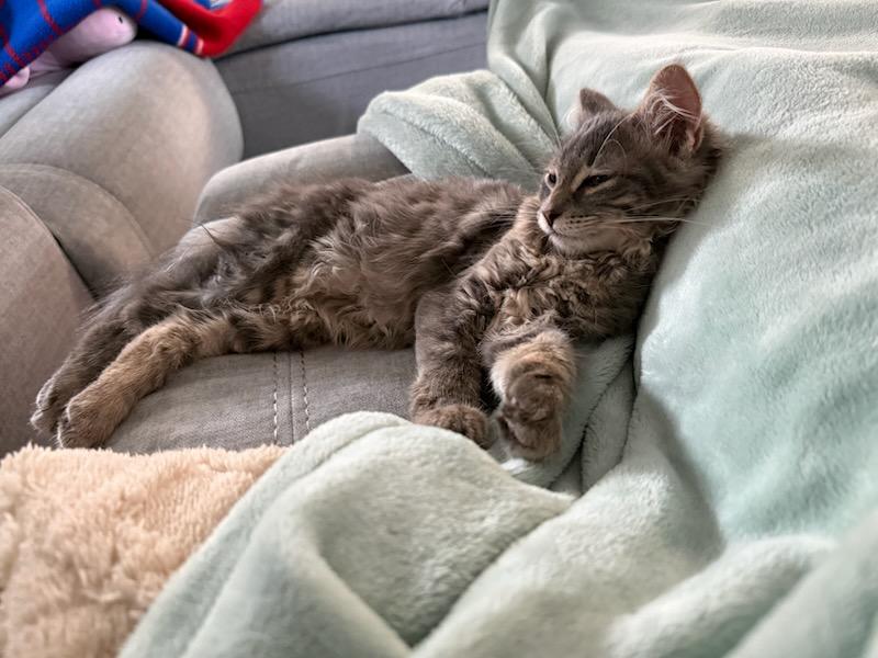 Toothless, a ADOPTABLE Domestic Long Hair in Honeoye, NY image 4/4