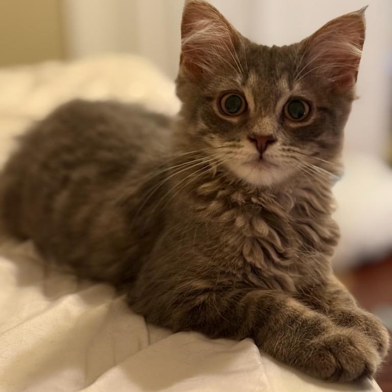 Toothless, ADOPTABLE, Kitten Female Domestic Long Hair.