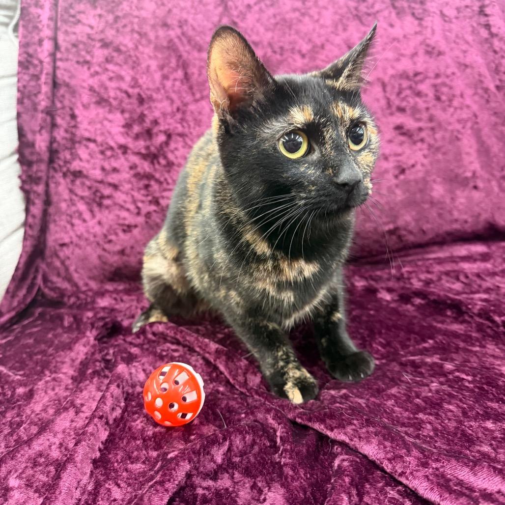 Enlarge Saoirse, a Adoptable Domestic Short Hair in Raleigh, NC image 1/3