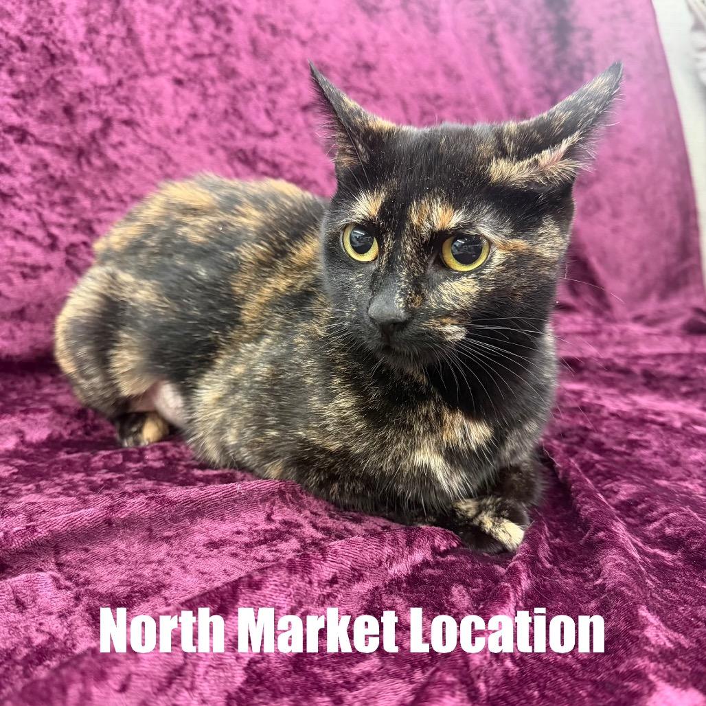 Enlarge Saoirse, a Adoptable Domestic Short Hair in Raleigh, NC image 3/3