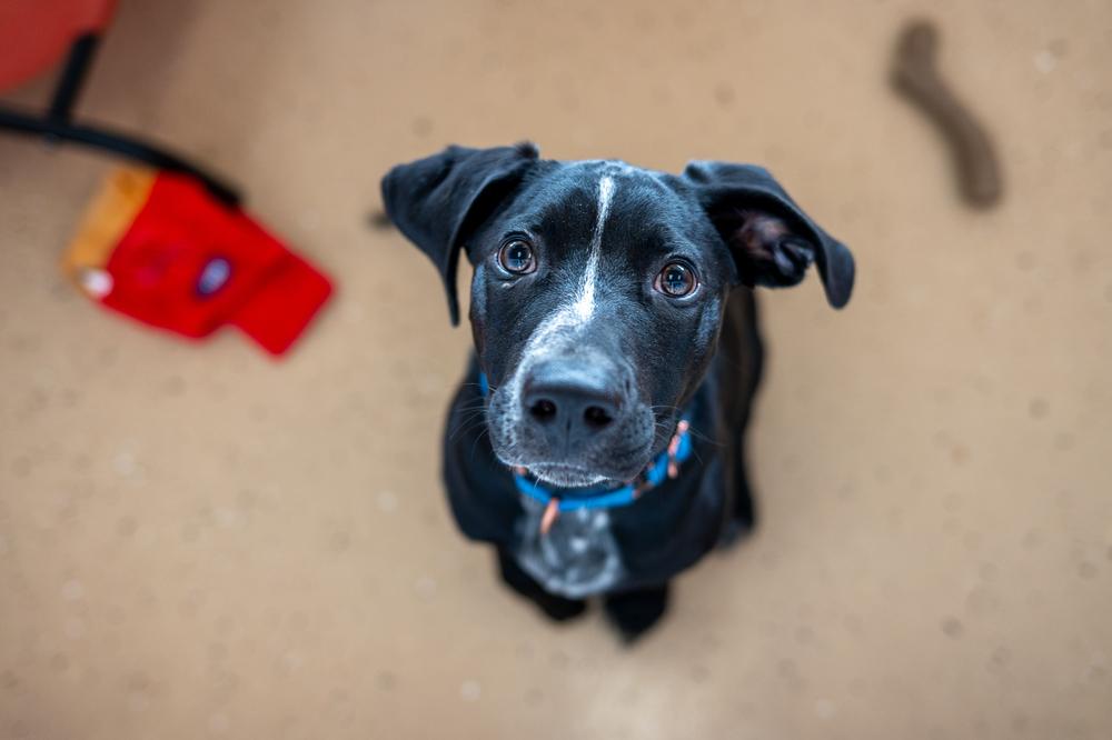 Enlarge Banjo, a Adoptable mixed breed in Mundelein, IL image 1/6