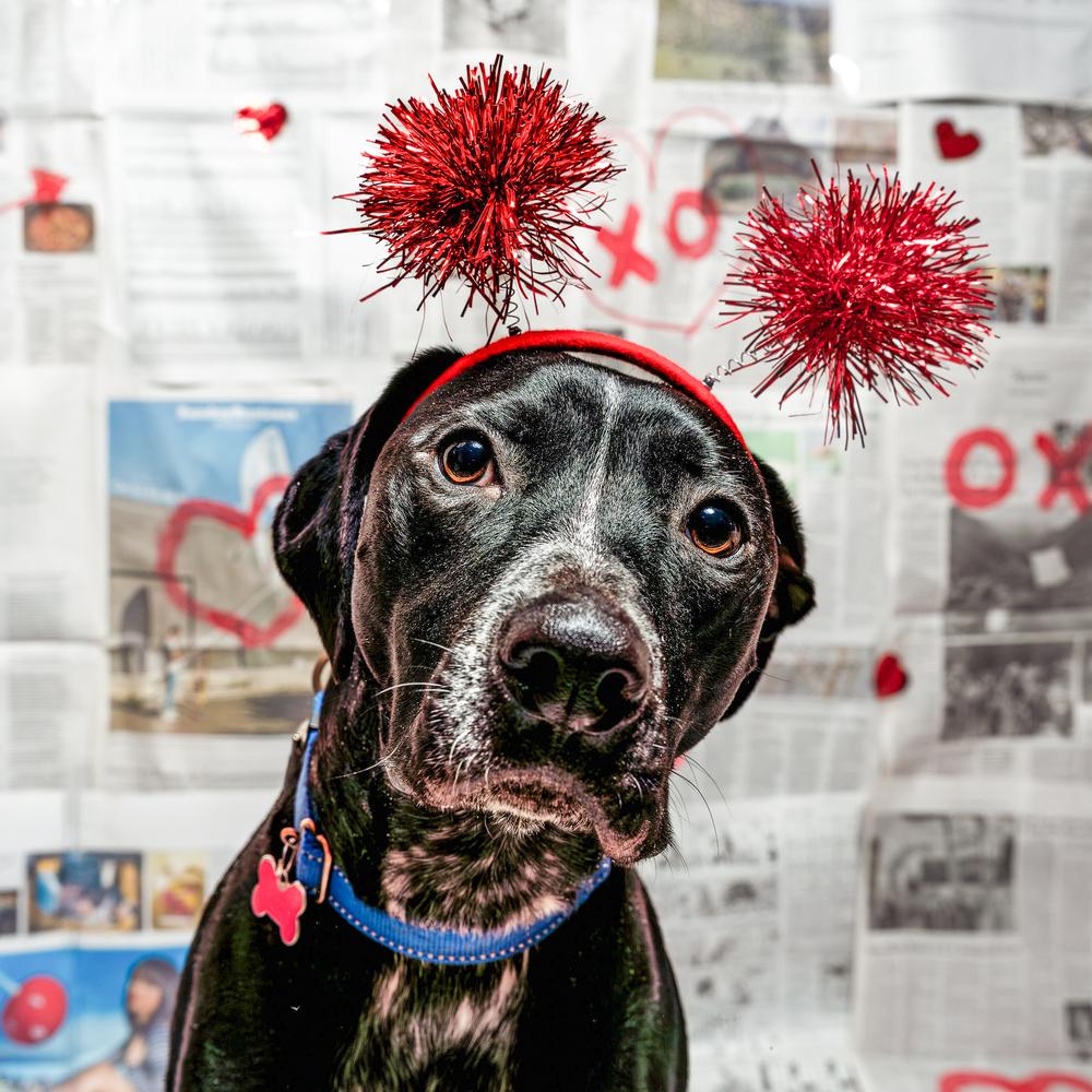 Enlarge Banjo, a Adoptable mixed breed in Mundelein, IL image 1/6