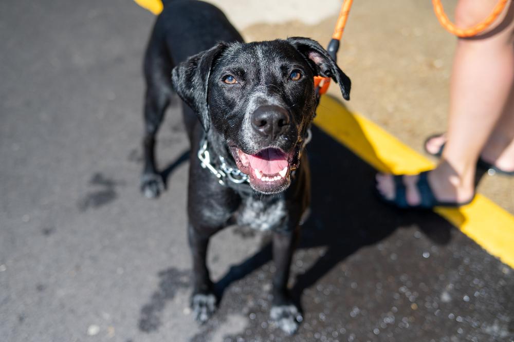 Enlarge Banjo, a Adoptable mixed breed in Mundelein, IL image 2/6