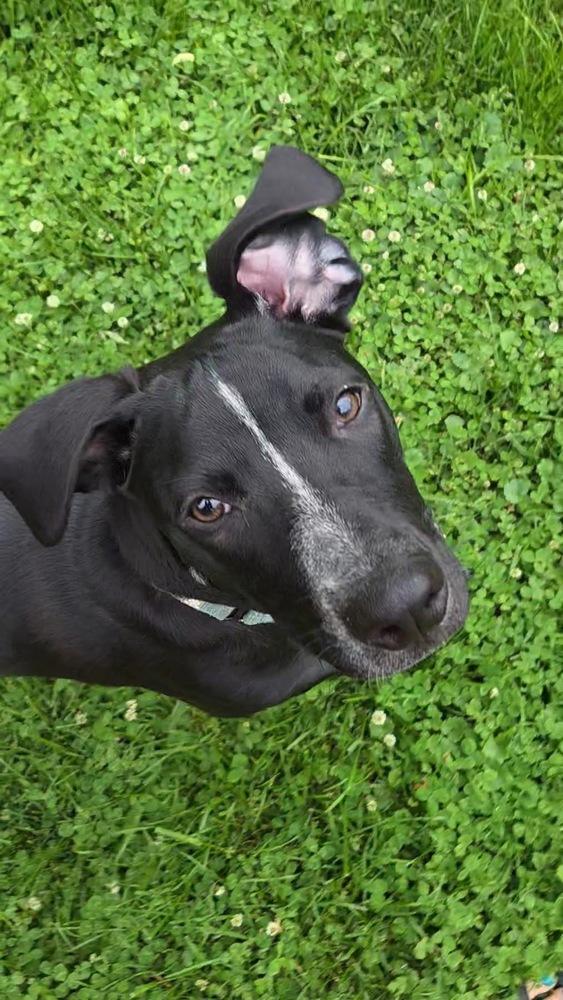 Enlarge Banjo, a Adoptable mixed breed in Mundelein, IL image 3/6