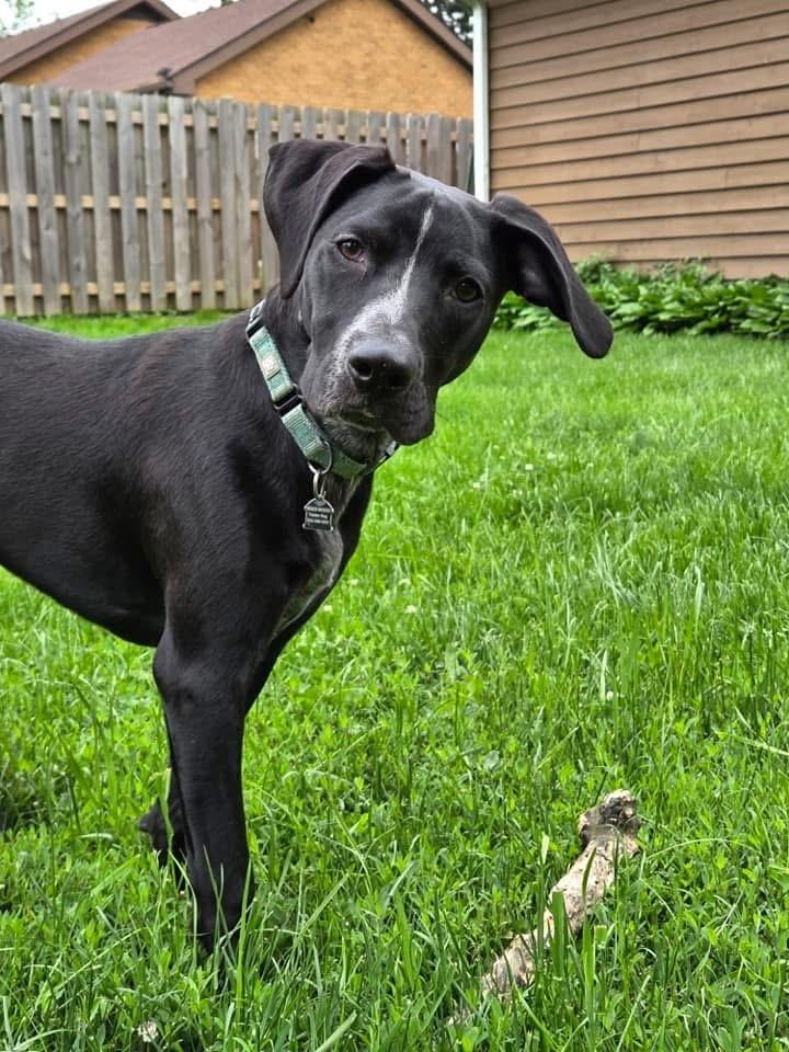 Enlarge Banjo, a Adoptable mixed breed in Mundelein, IL image 5/6