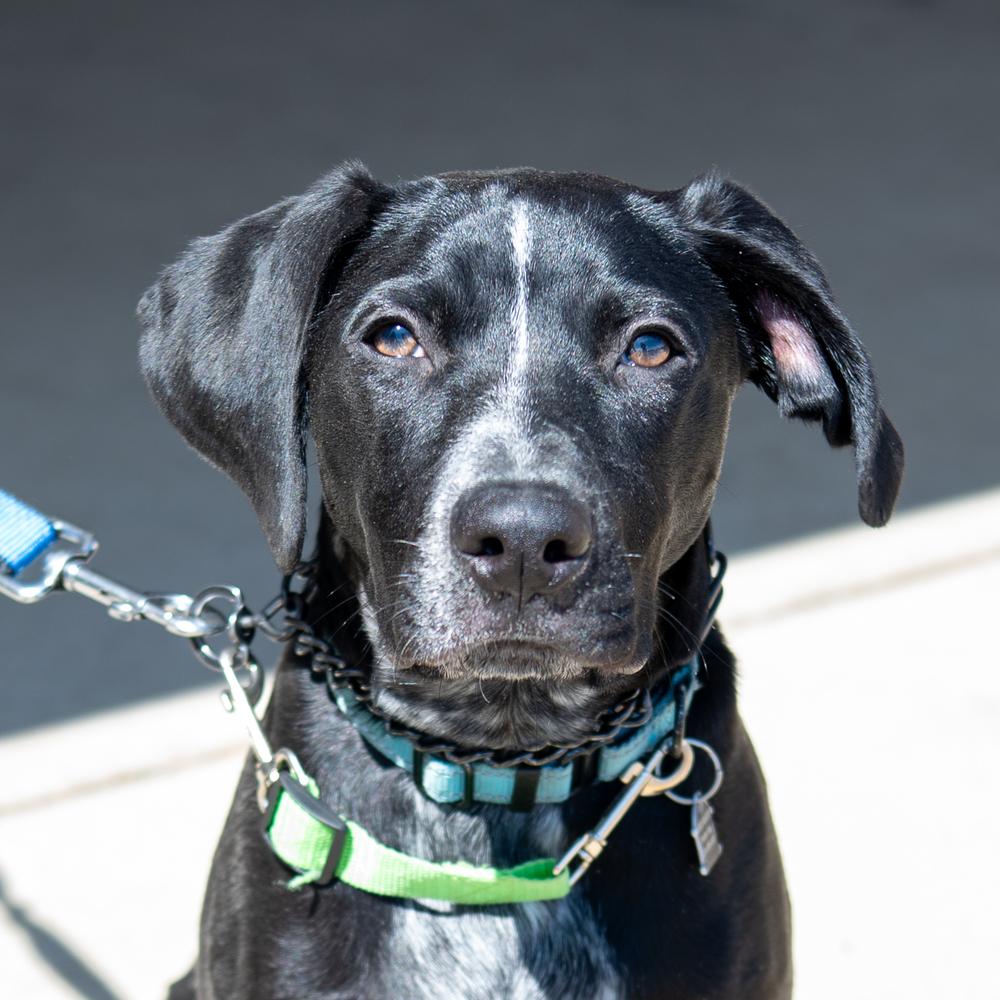 Enlarge Banjo, a Adoptable mixed breed in Mundelein, IL image 6/6