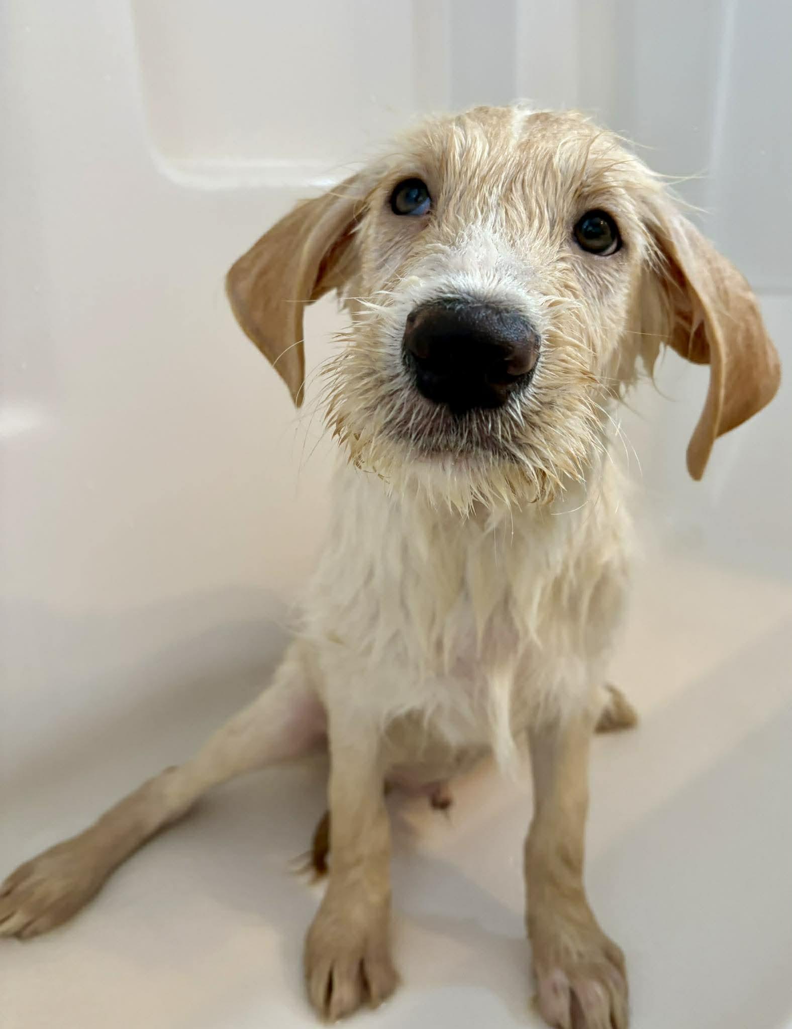 Enlarge Limerick, an adopted mixed breed in Wedgefield, SC image 2/6