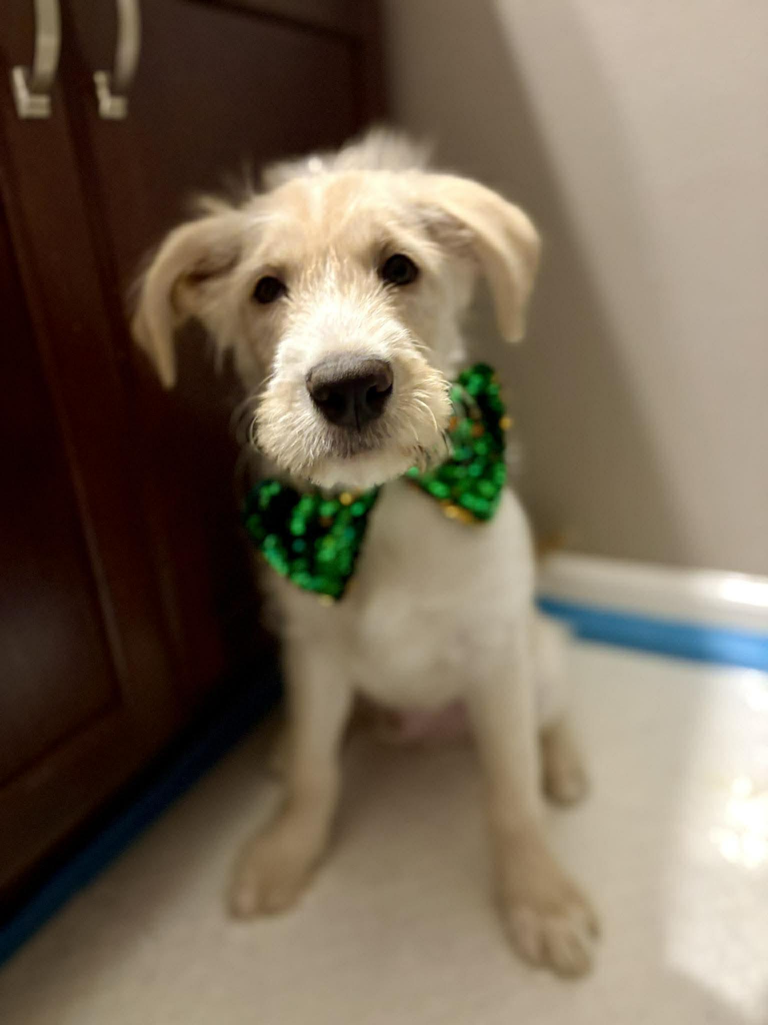 Enlarge Limerick, an adopted mixed breed in Wedgefield, SC image 1/6