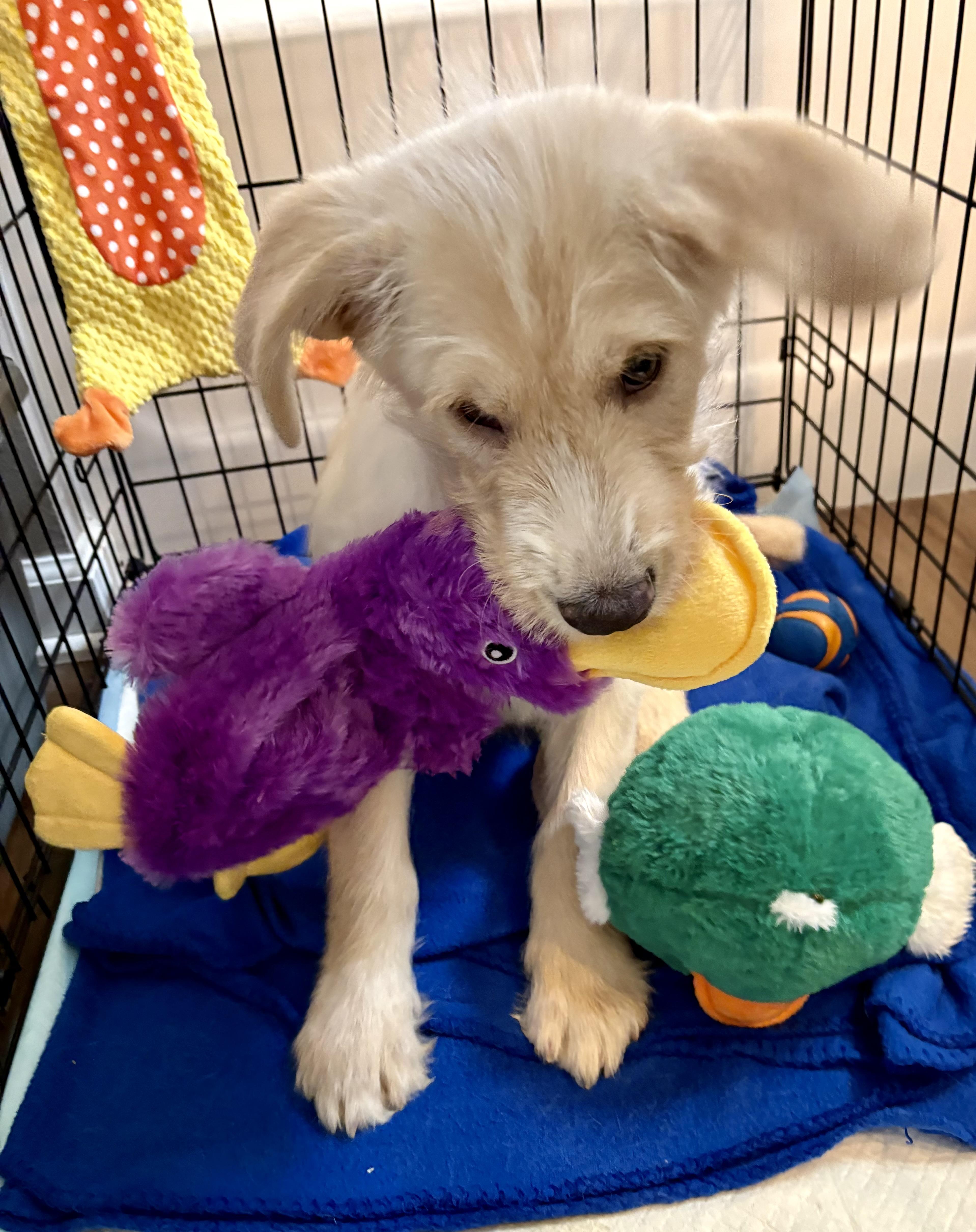 Enlarge Limerick, an adopted mixed breed in Wedgefield, SC image 6/6