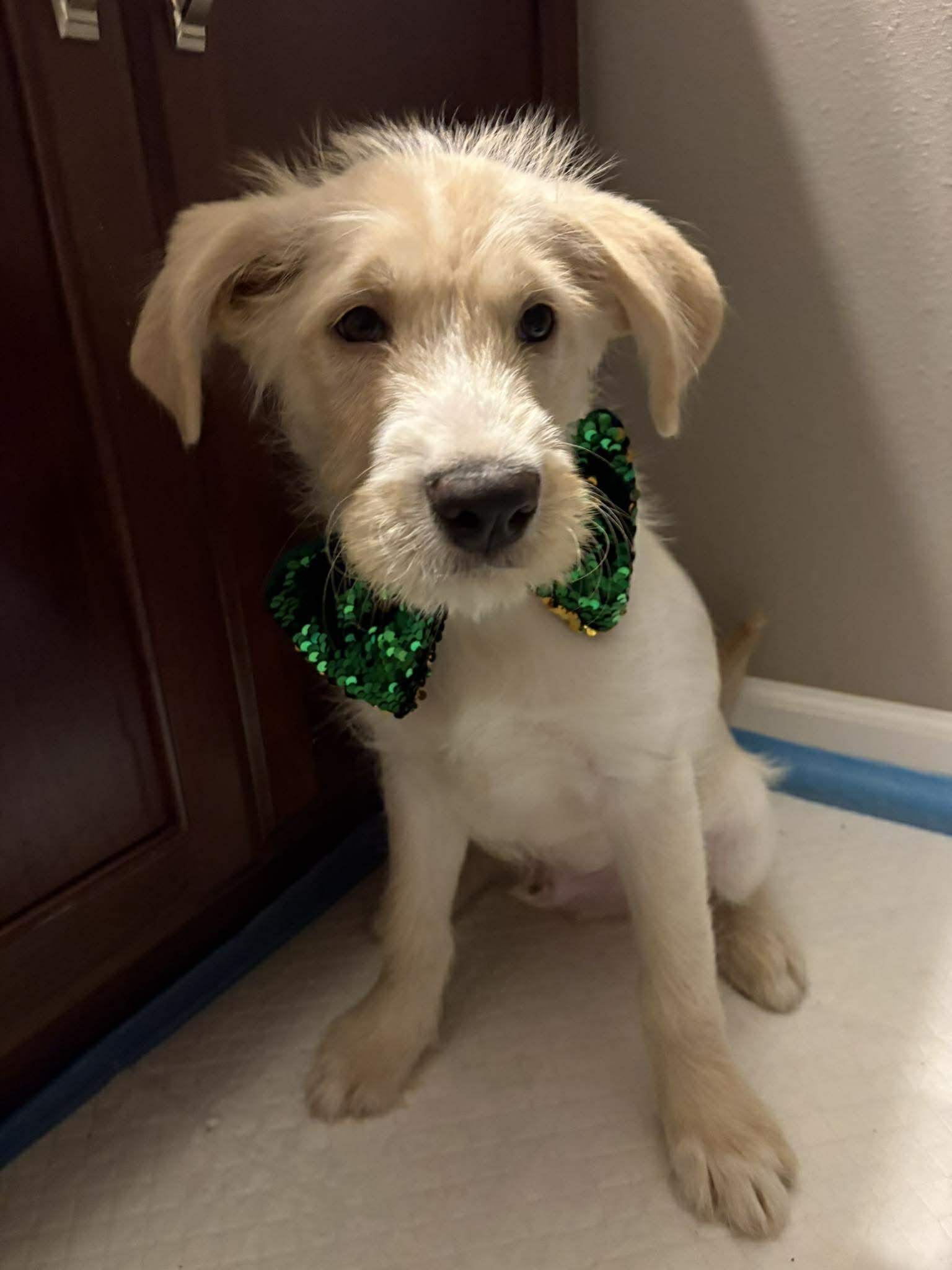 Enlarge Limerick, an adopted mixed breed in Wedgefield, SC image 5/6