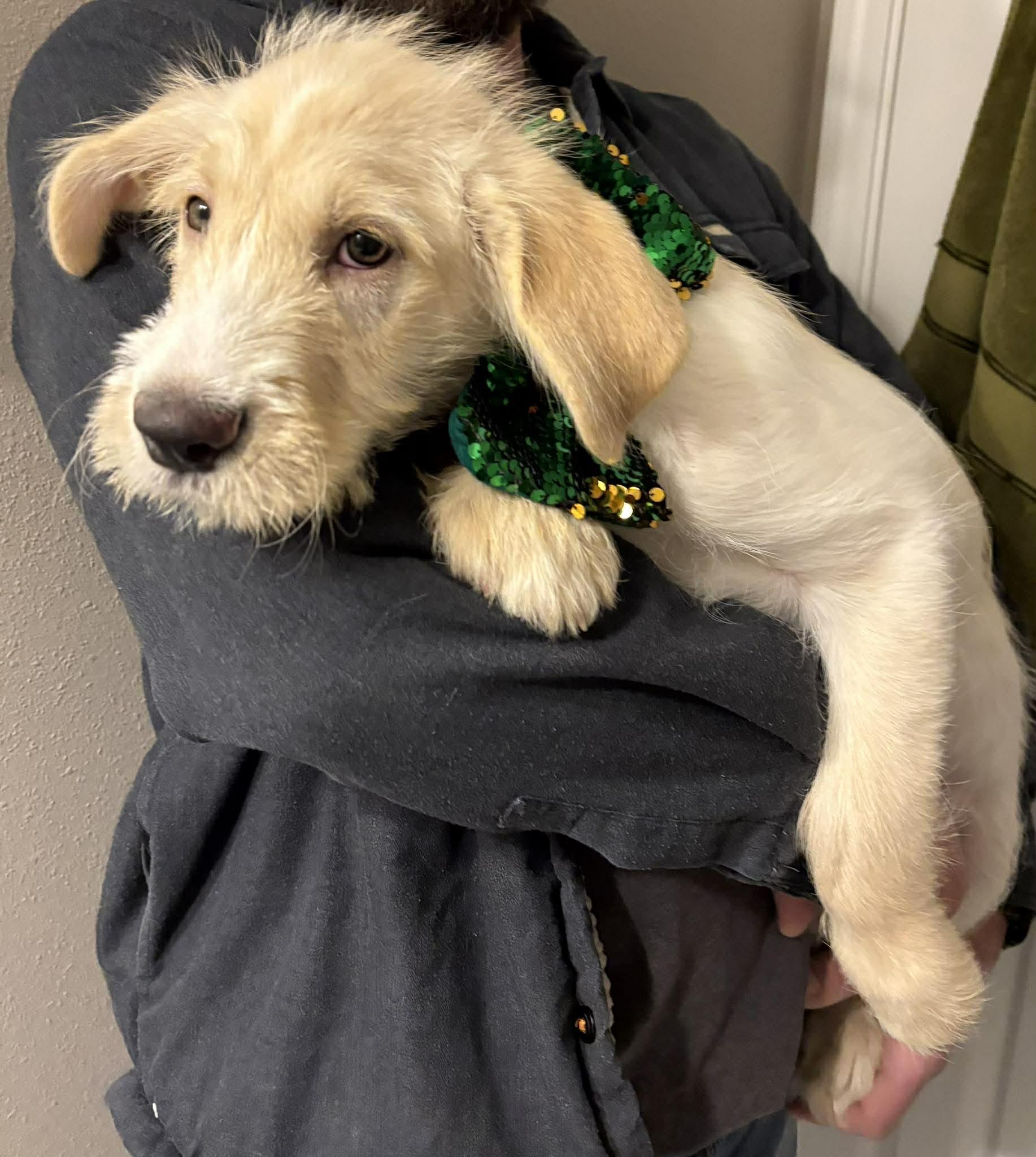 Enlarge Limerick, an adopted mixed breed in Wedgefield, SC image 3/6