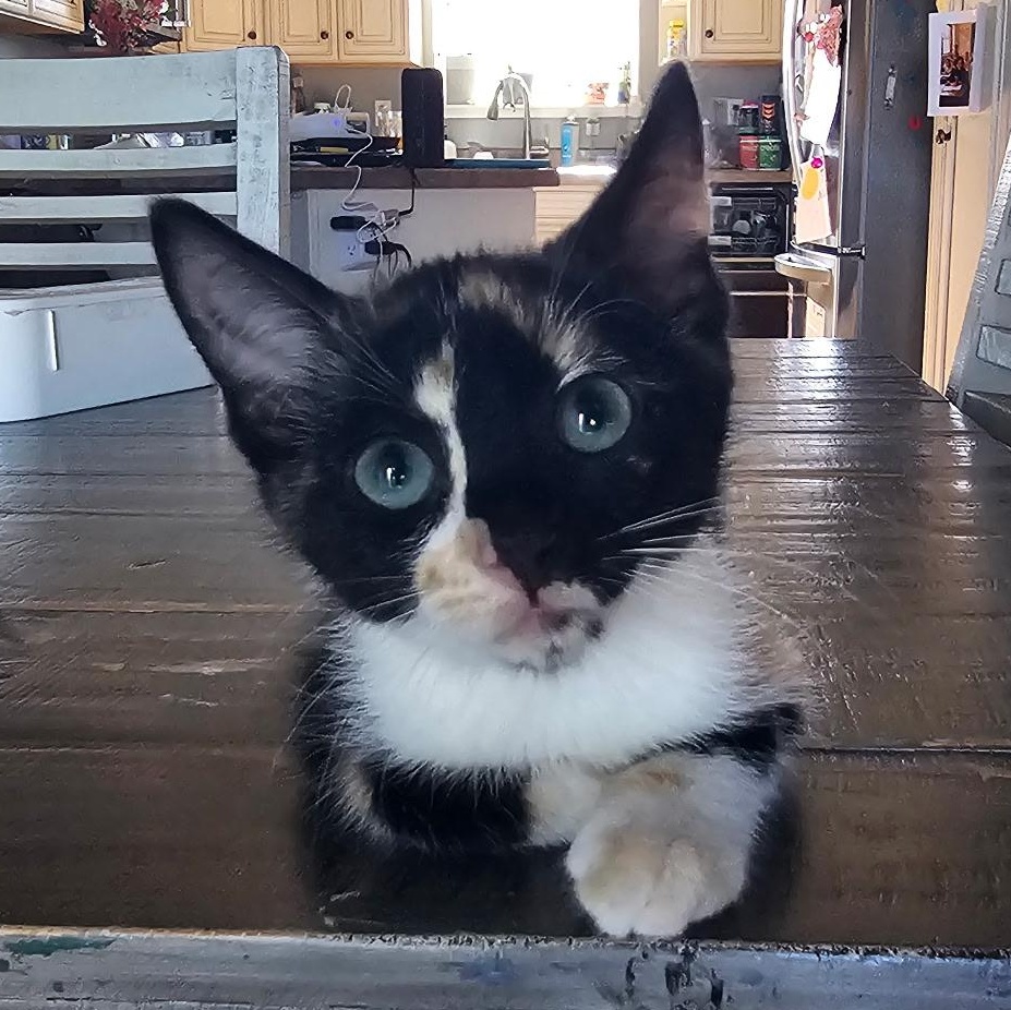 Enlarge Lisa Simpson, an adopted Calico in Portland, OR image 3/3
