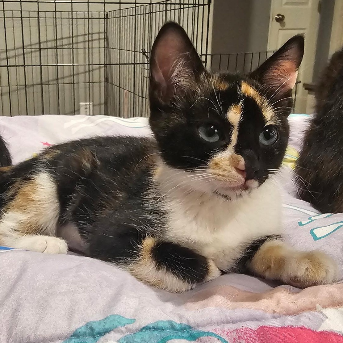 Enlarge Lisa Simpson, an adopted Calico in Portland, OR image 1/3
