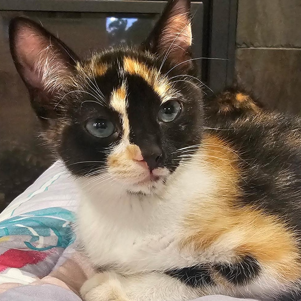 Enlarge Lisa Simpson, an adopted Calico in Portland, OR image 2/3