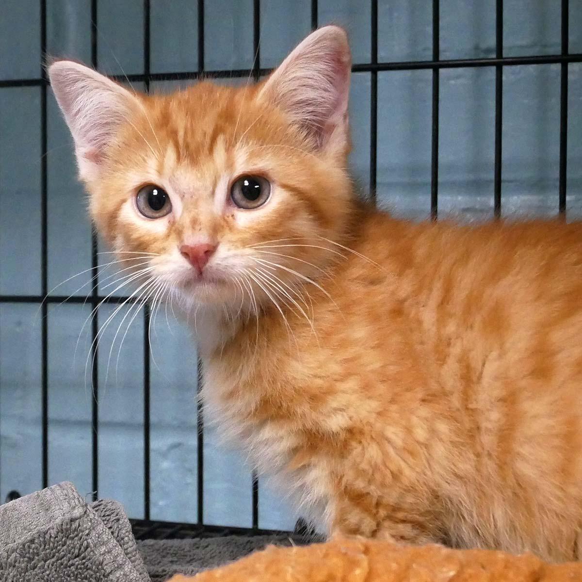 Sponge Bob Square Pants, an adopted Domestic Medium Hair in Bloomingdale, NJ image 4/5