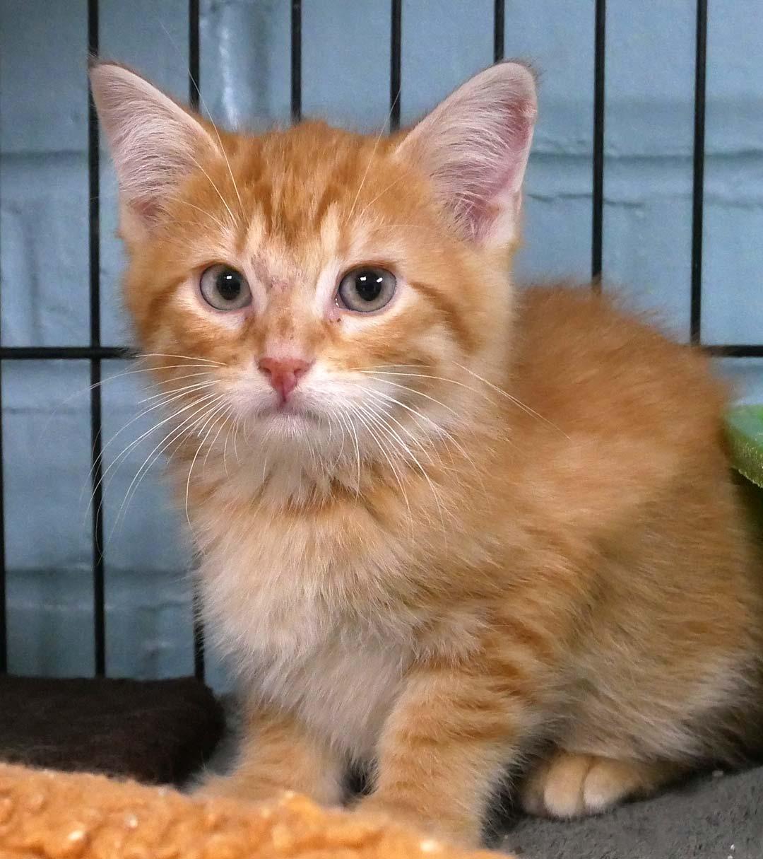 Sponge Bob Square Pants, an adopted Domestic Medium Hair in Bloomingdale, NJ image 3/5