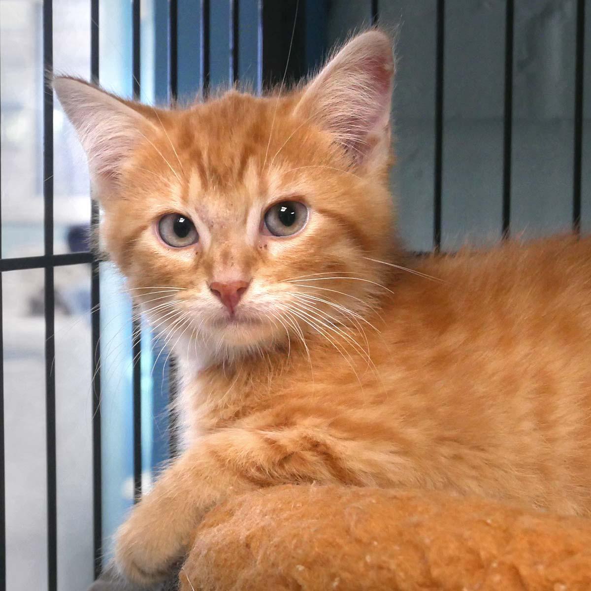 Sponge Bob Square Pants, an adopted Domestic Medium Hair in Bloomingdale, NJ image 2/5