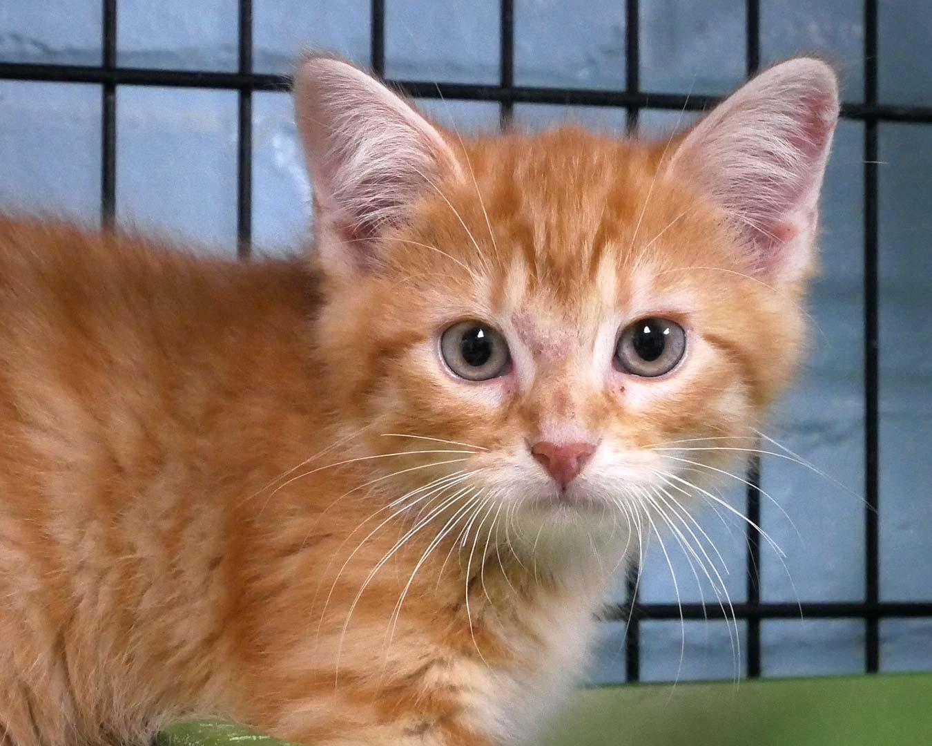 Sponge Bob Square Pants, an adopted Domestic Medium Hair in Bloomingdale, NJ image 5/5