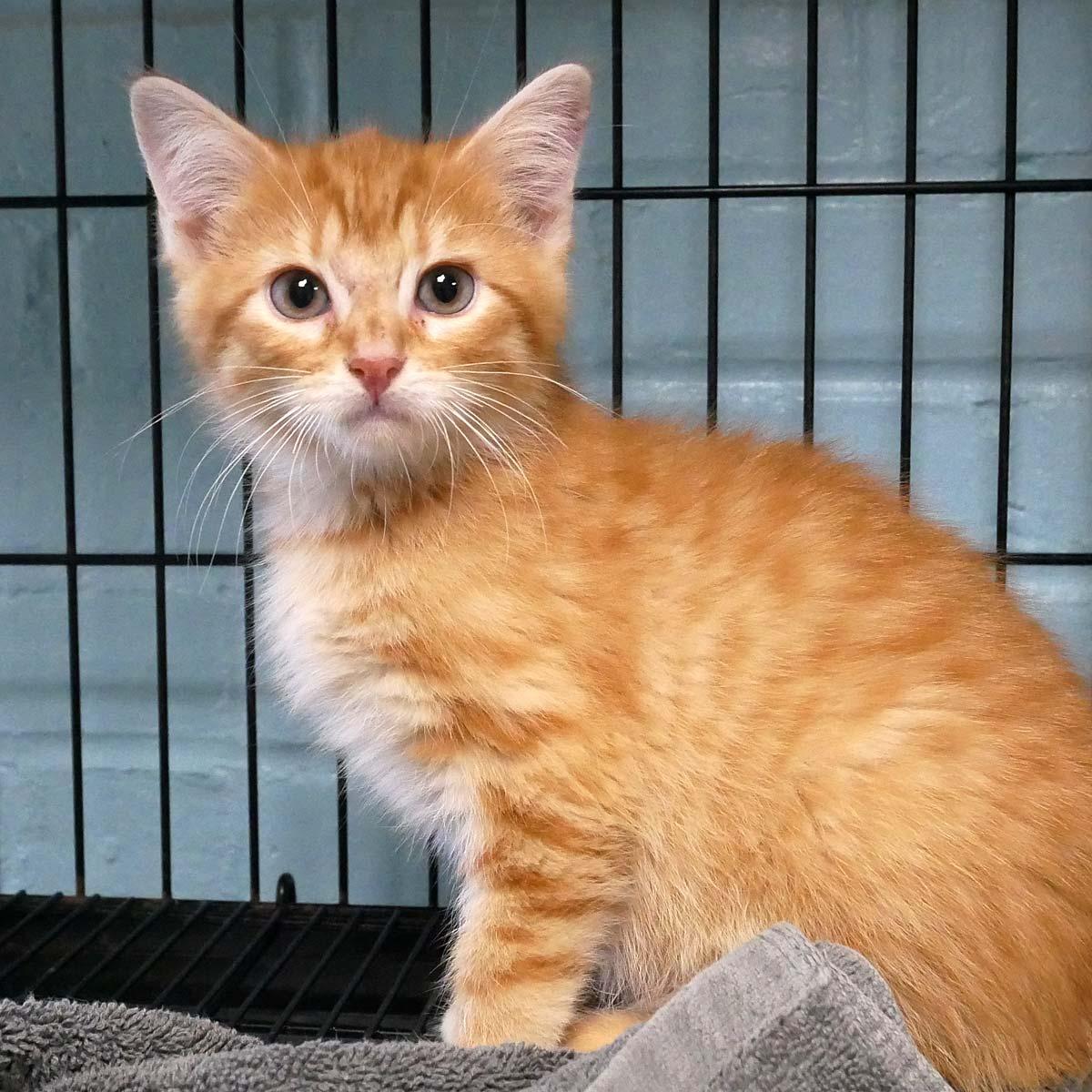 Sponge Bob Square Pants, adopted, Kitten Male Domestic Medium Hair.