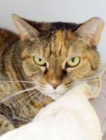 Ellie, Adoptable, Adult Female Tabby.