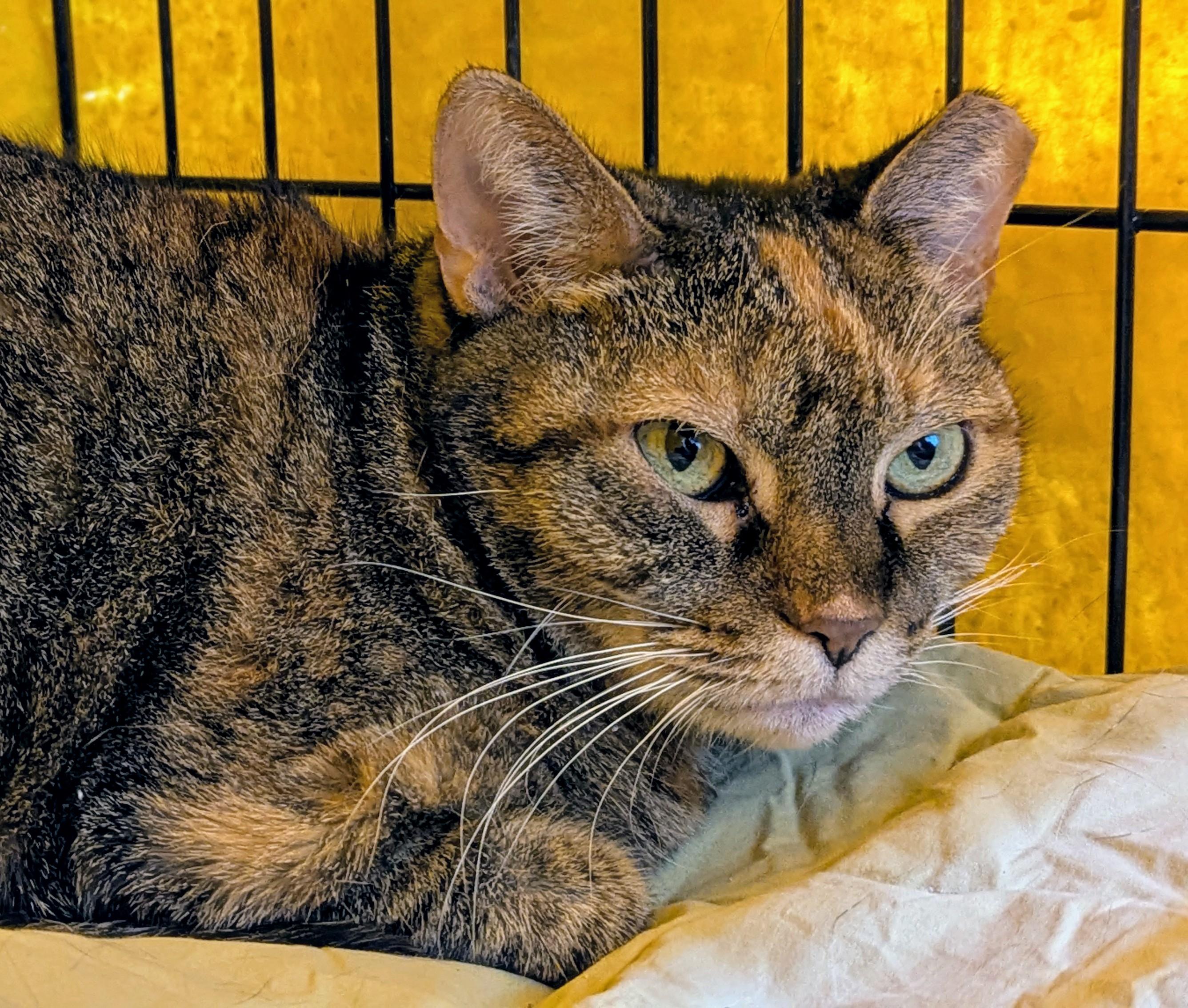 Enlarge Ellie, a Adoptable Tabby in Sautee Nacoochee, GA image 3/3