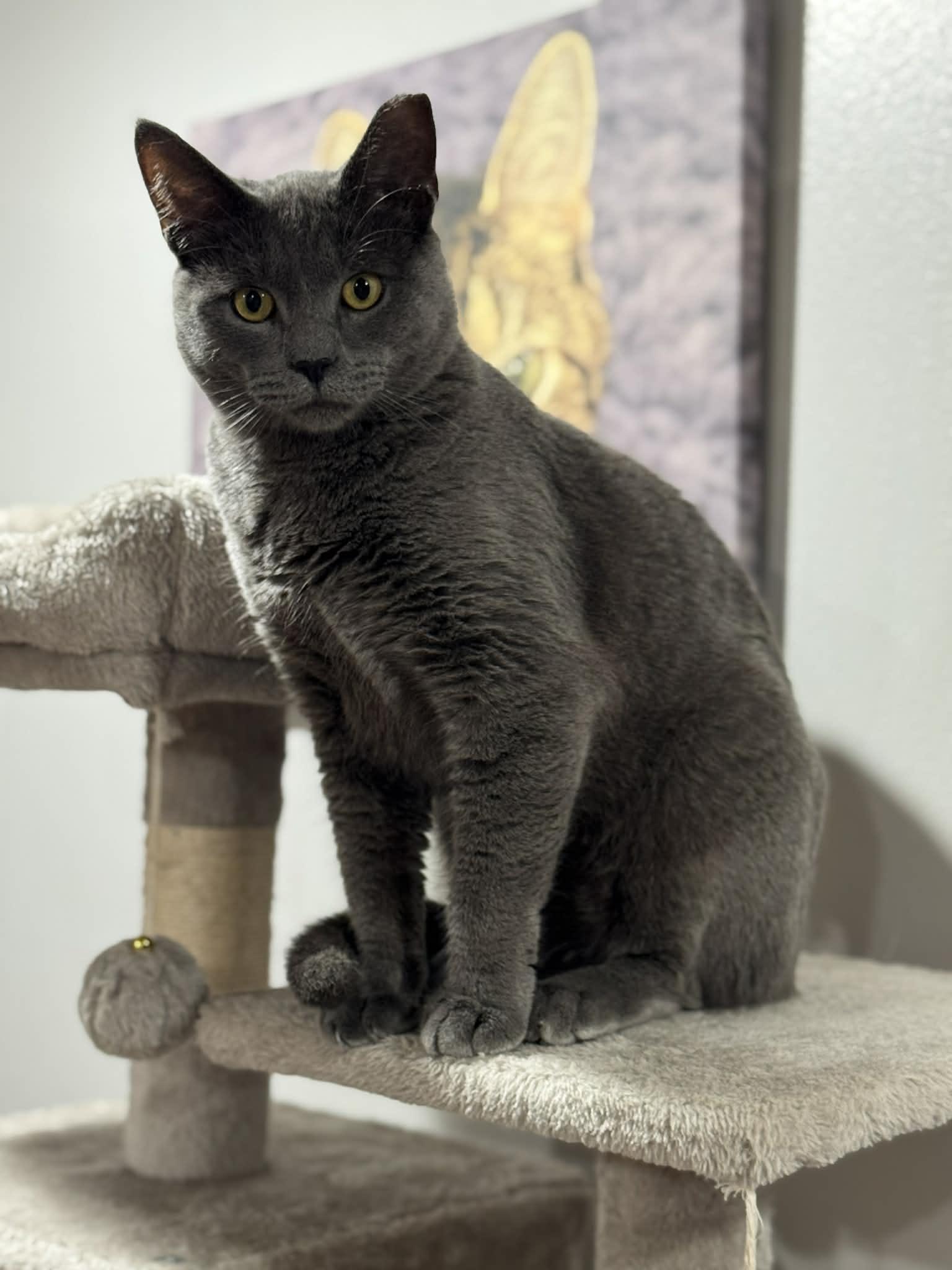 Slater, a Adoptable Domestic Short Hair in Port Washington, WI image 3/5