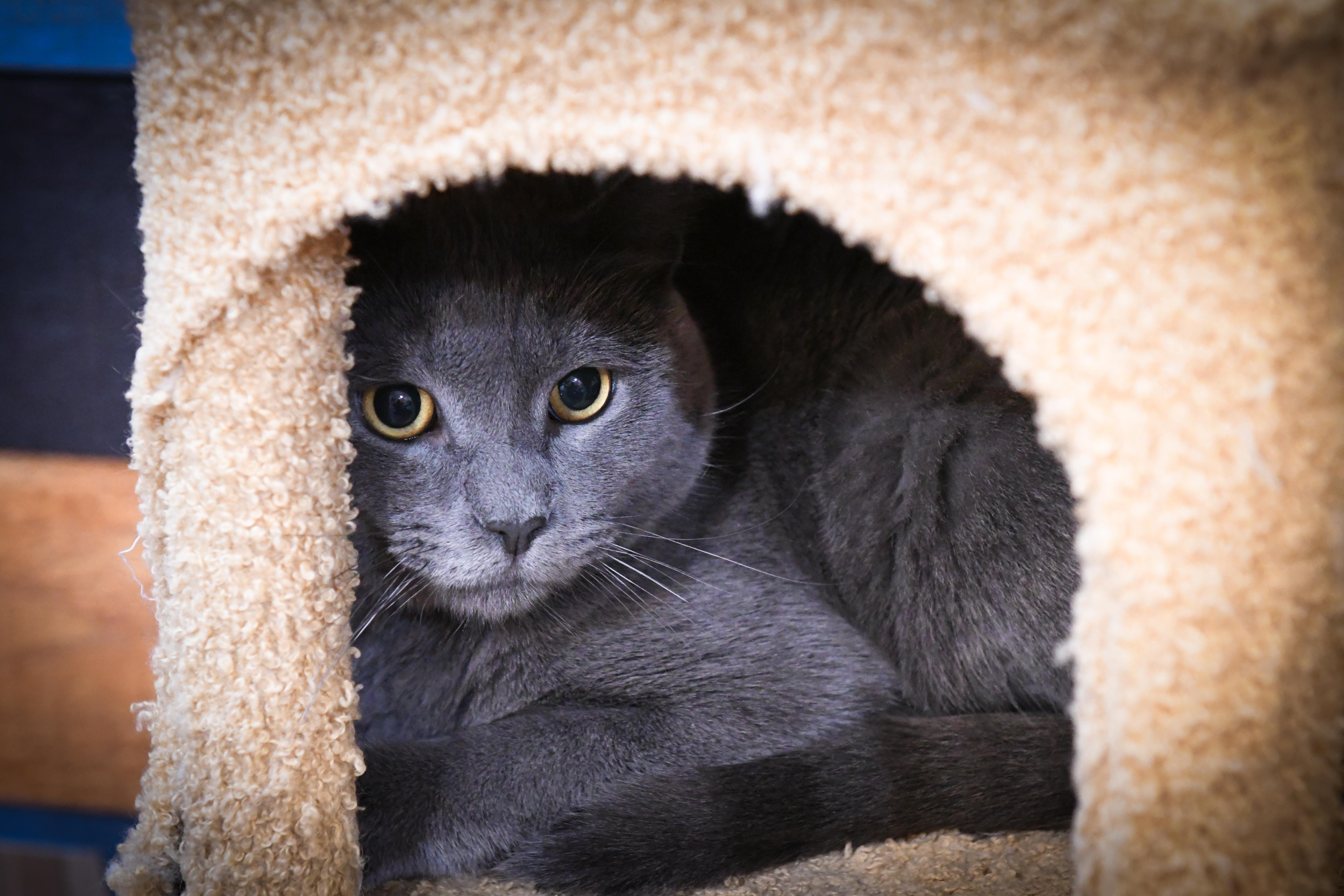 Enlarge Slater, a Adoptable Domestic Short Hair in Port Washington, WI image 2/6