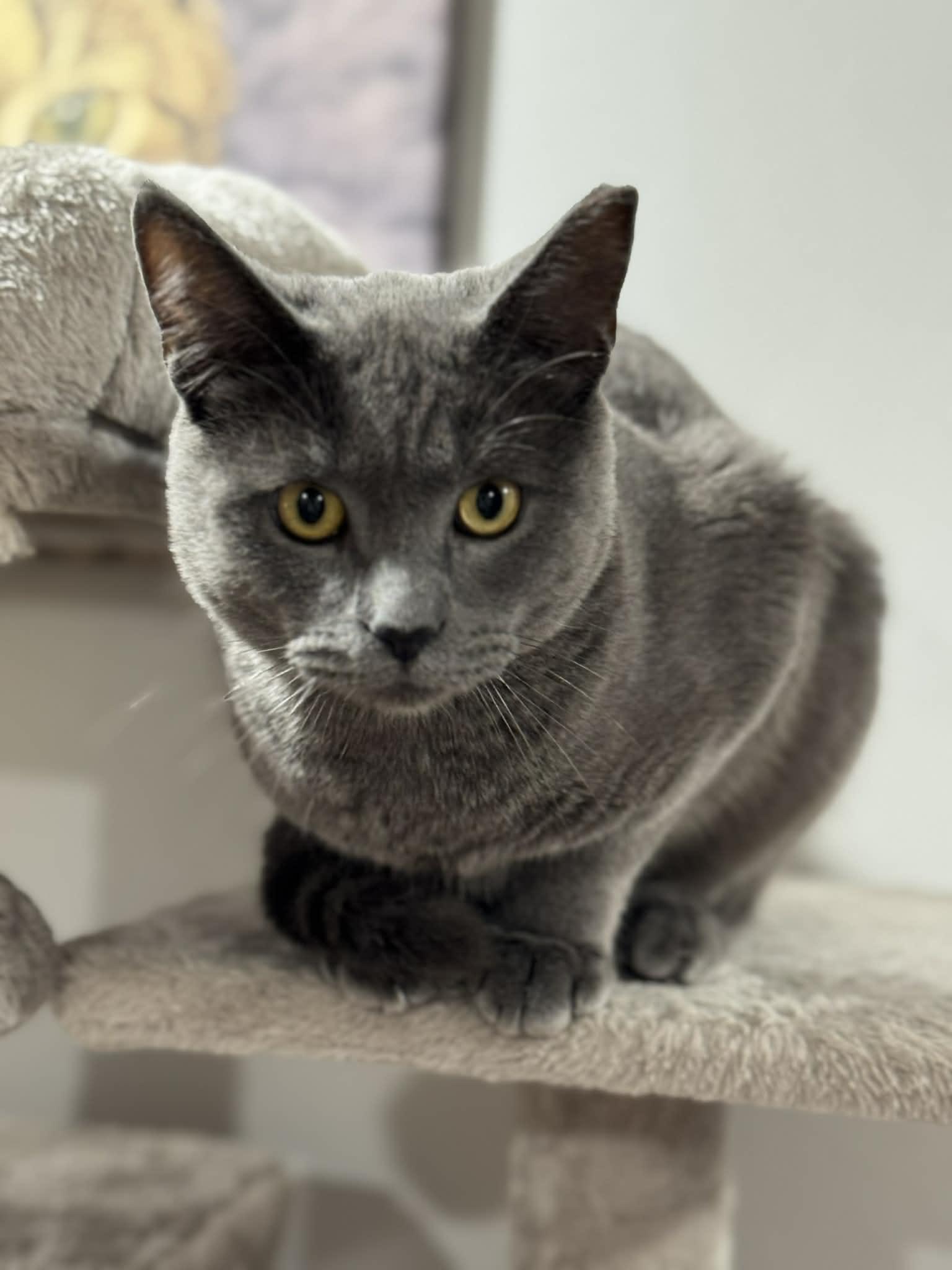 Slater, a Adoptable Domestic Short Hair in Port Washington, WI image 2/5