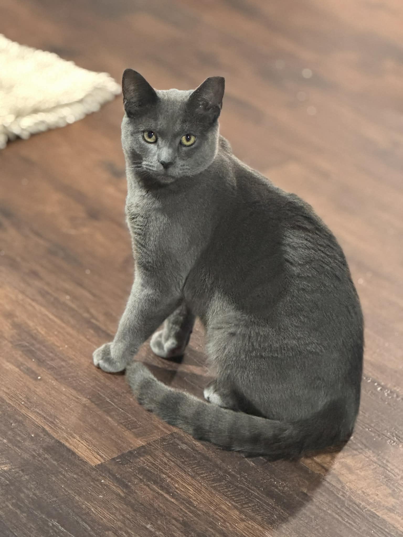 Slater, a Adoptable Domestic Short Hair in Port Washington, WI image 4/5