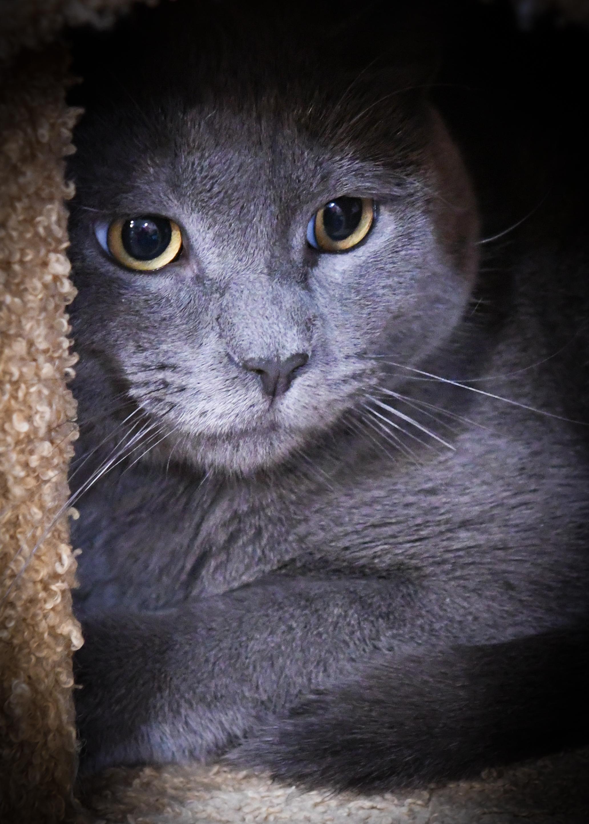 Slater, Adoptable, Adult Male Domestic Short Hair.