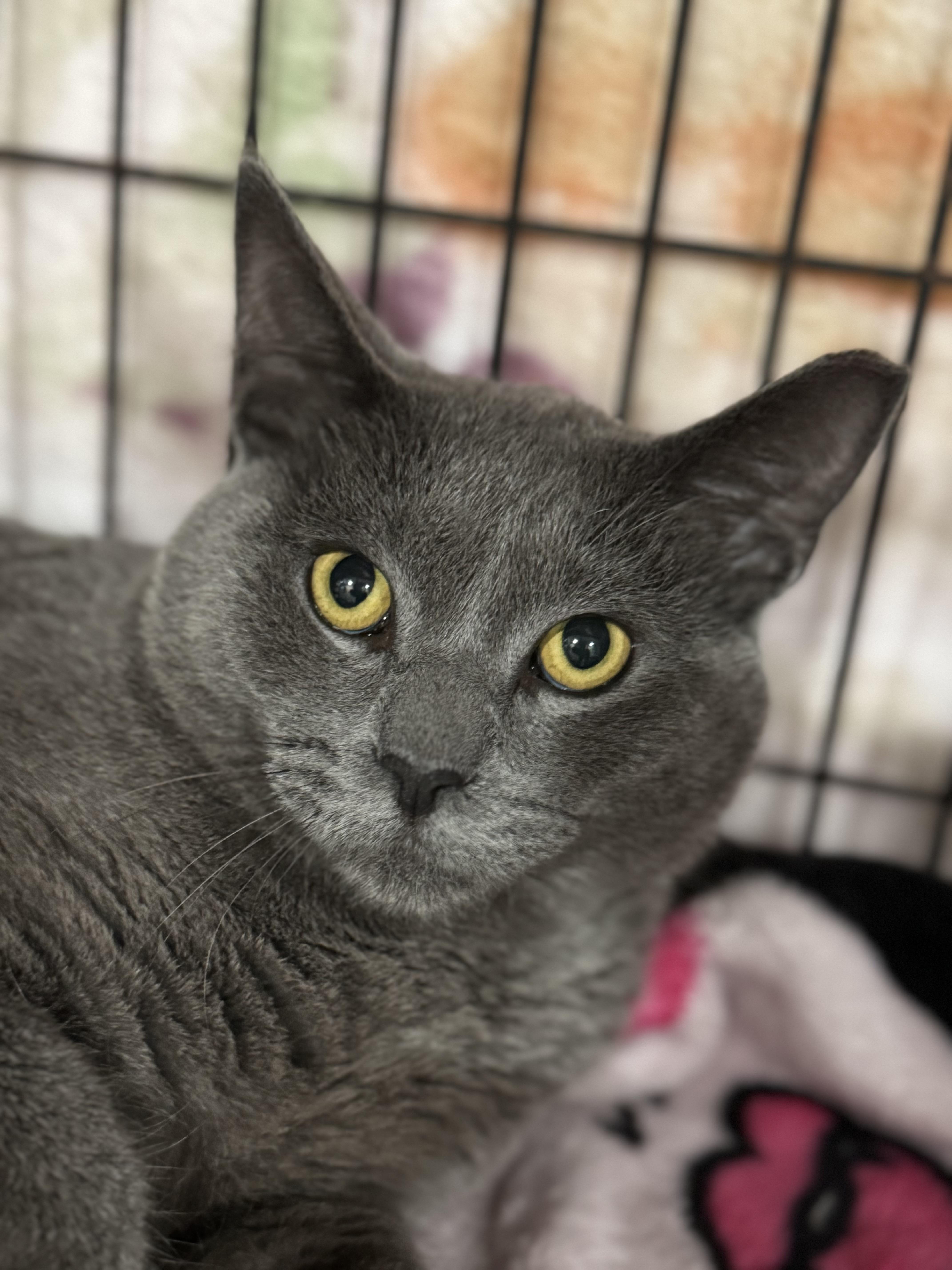 Slater, Adoptable, Adult Male Domestic Short Hair.