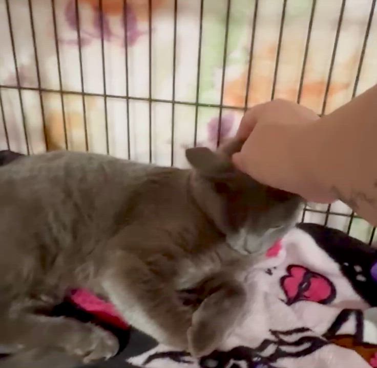 Enlarge Slater, a Adoptable Domestic Short Hair in Port Washington, WI video 5/5