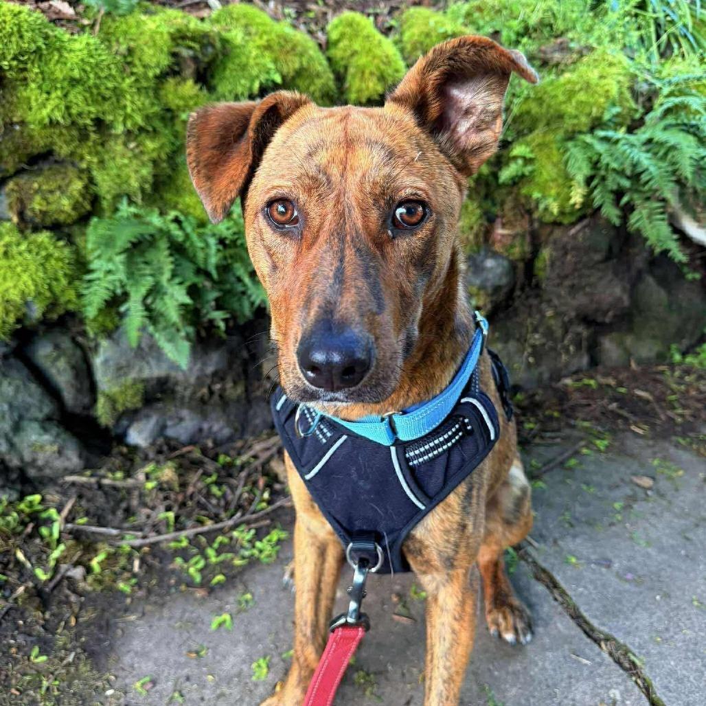 Joe, Adoptable, Young Male Mixed Breed.