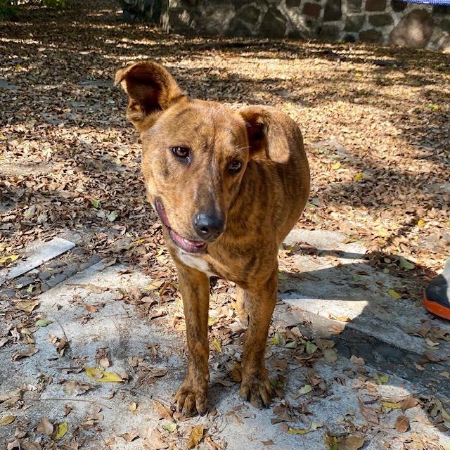 Enlarge Joe, a Adoptable Mixed Breed in Bend, OR image 2/6