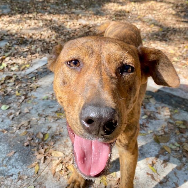 Enlarge Joe, a Adoptable Mixed Breed in Bend, OR image 3/6