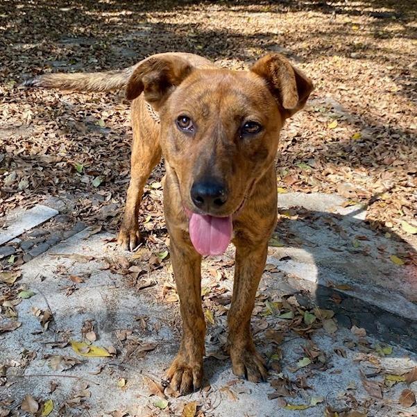 Enlarge Joe, a Adoptable Mixed Breed in Bend, OR image 4/6